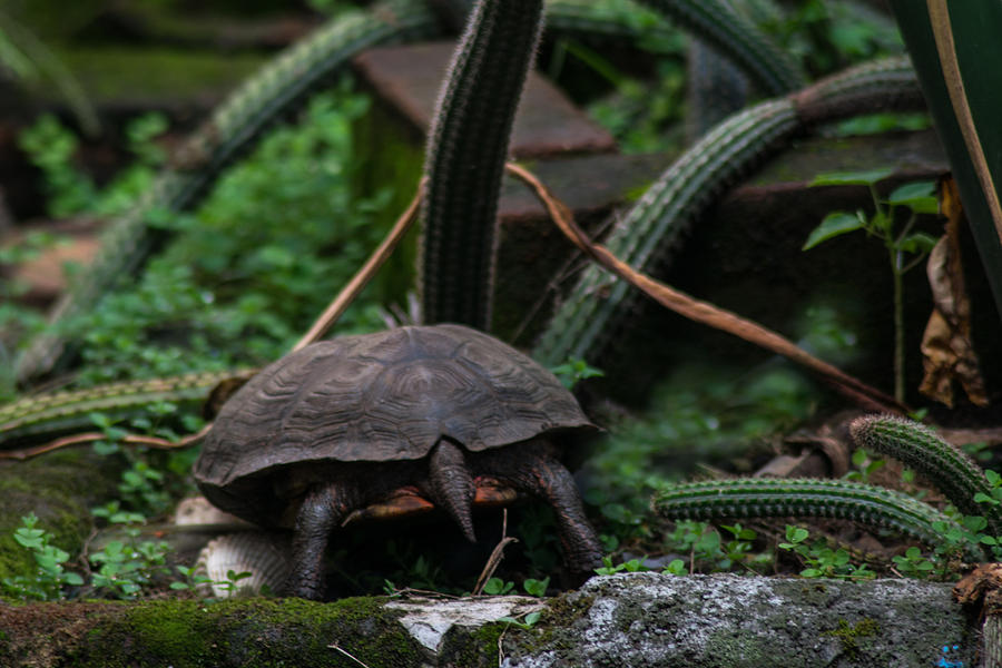 Turtles Butt Photograph by Totto Ponce | Pixels
