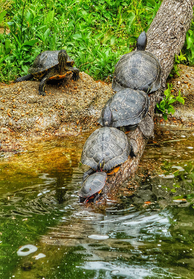 Turtles Everywhere Photograph by Kathi Isserman