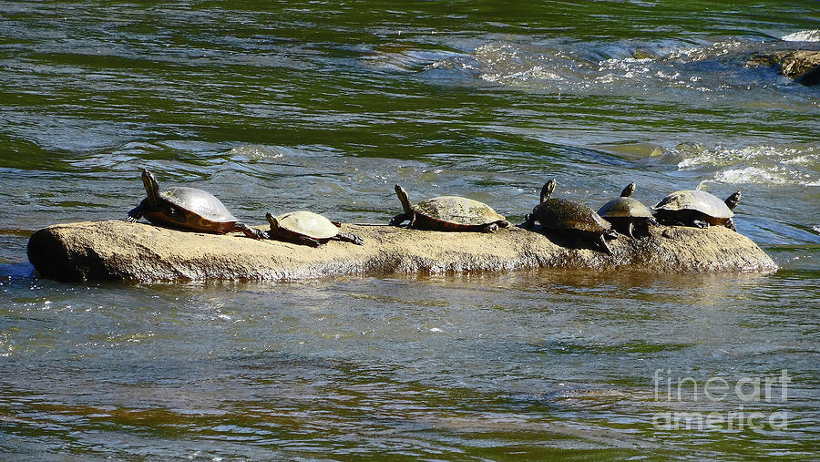 Turtles Galore Photograph by Eunice Warfel
