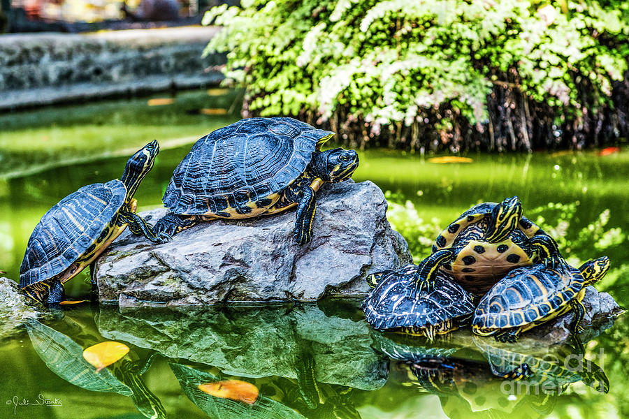 Turtles Having Out Photograph