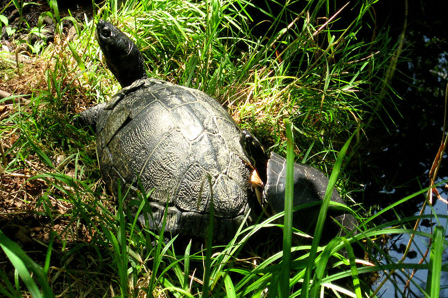 Turtles Photograph by Heidi Berkovitz - Fine Art America