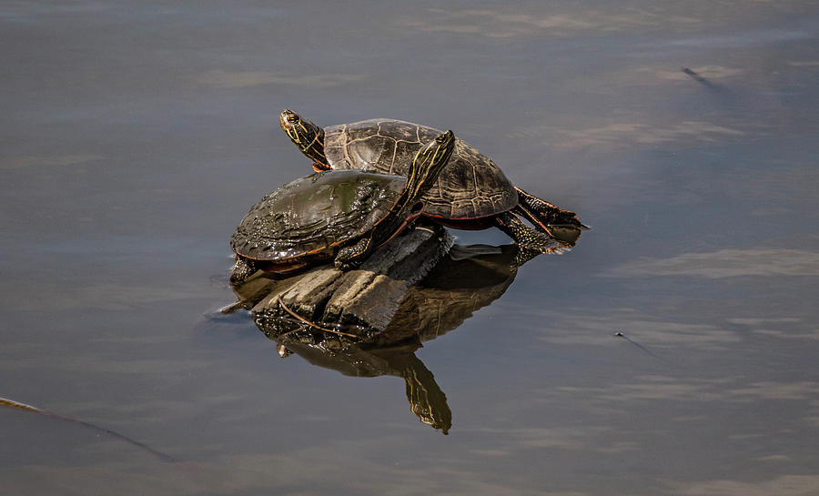 Turtles In The Sun Photograph by Ray Congrove