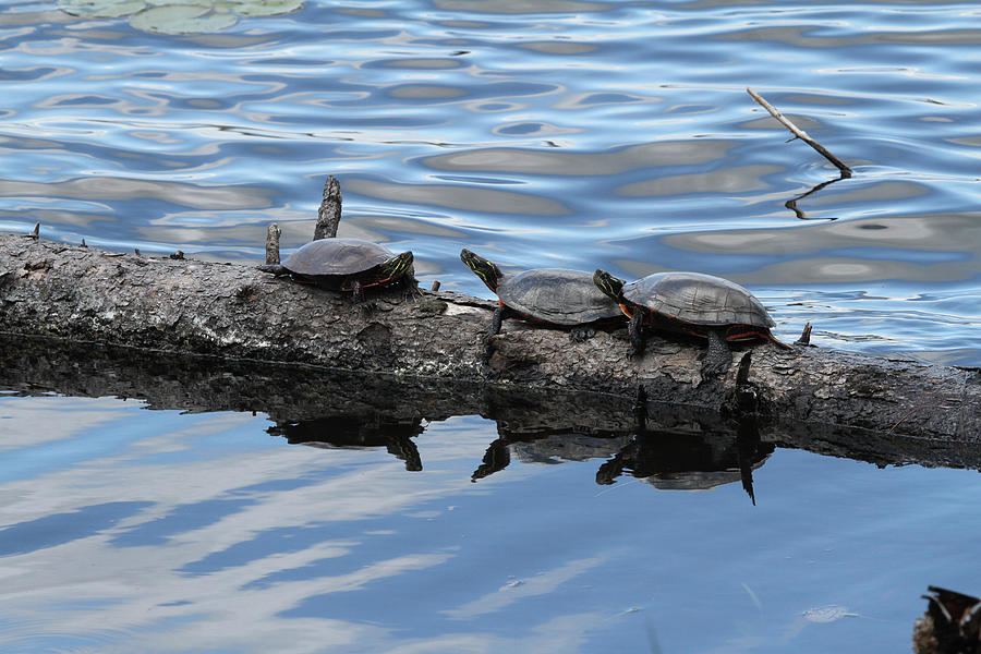 Turtles Photograph by Jackson Pearson