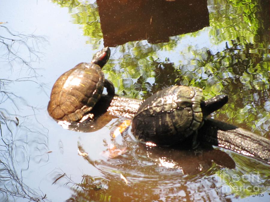 Turtles Photograph by Julia Stubbe