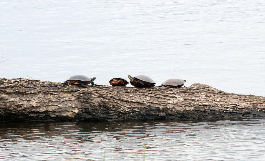 Turtles Photograph