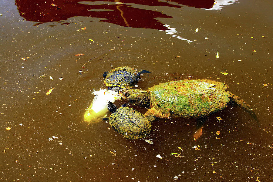 Turtles Lunchtime by Linda Ritlinger Turtles Lunchtime by Linda Ritlinger