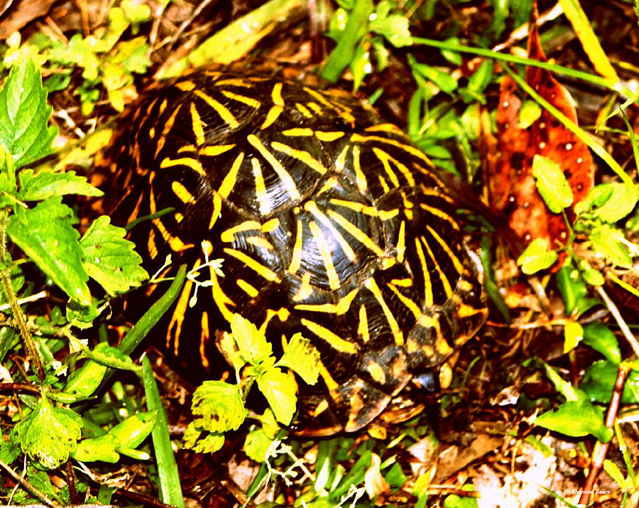 Turtle's Markings Two Photograph by Shannon Sears | Fine Art America