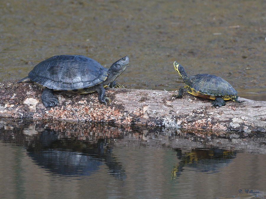 Turtles on a Log Photograph by Dan Williams