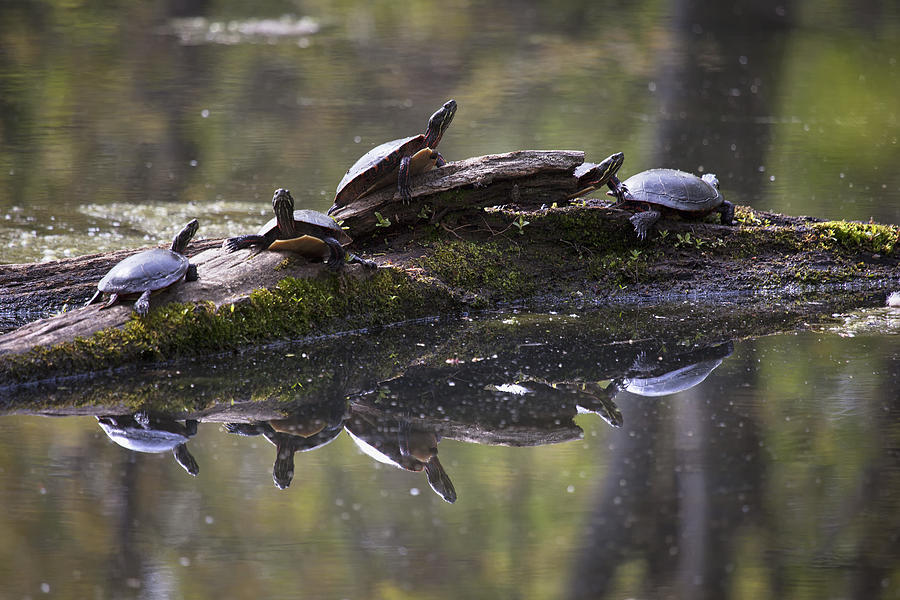 Turtles on a Log Photograph by Eunice Gibb