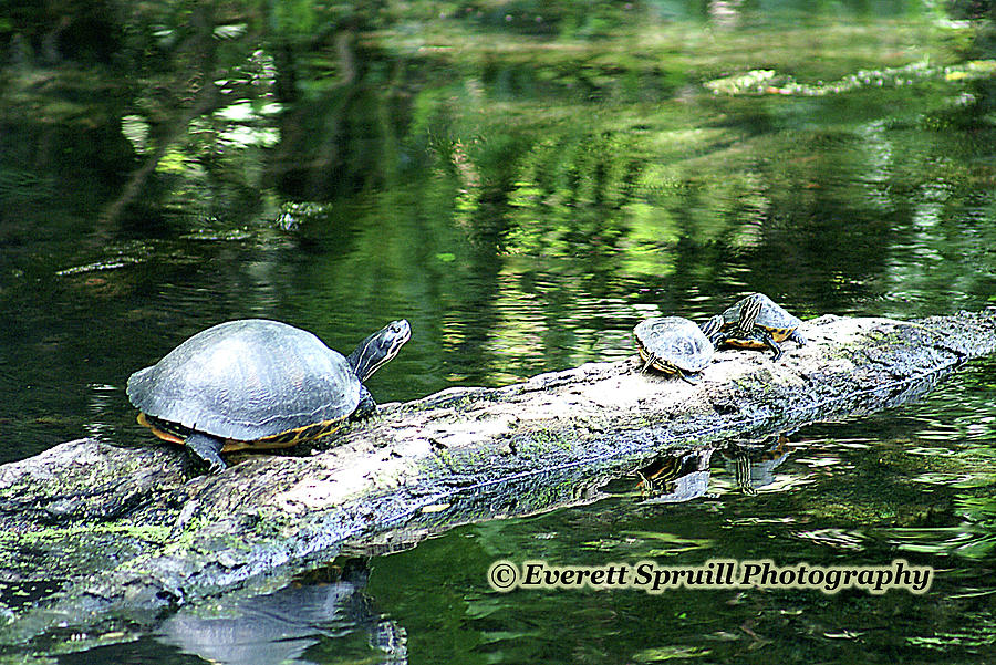 Turtles on a Log Photograph by Everett Spruill