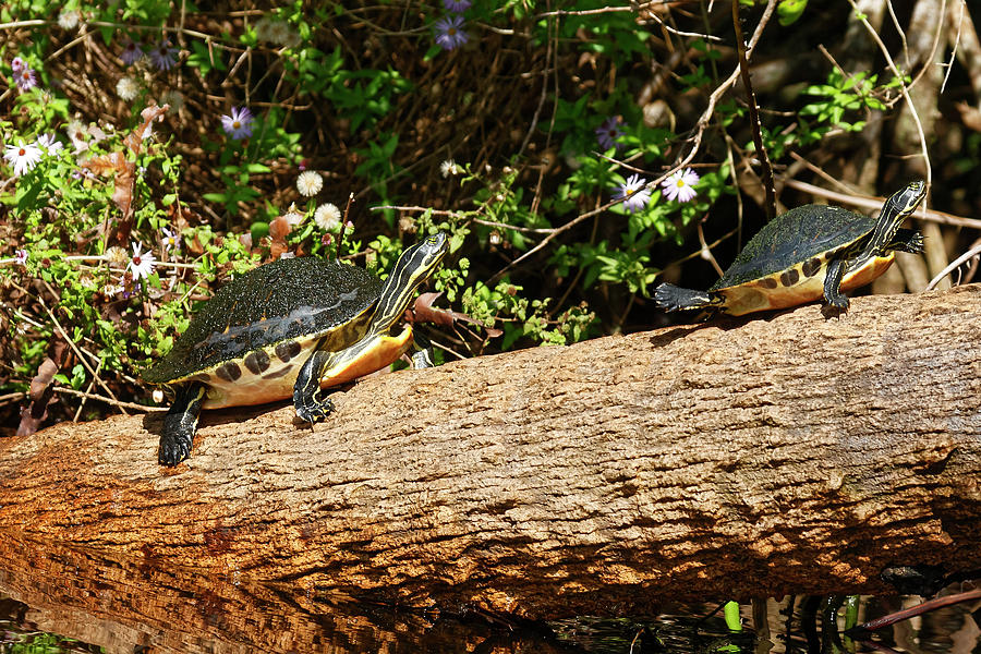 Turtles on a Log Photograph by Sally Weigand