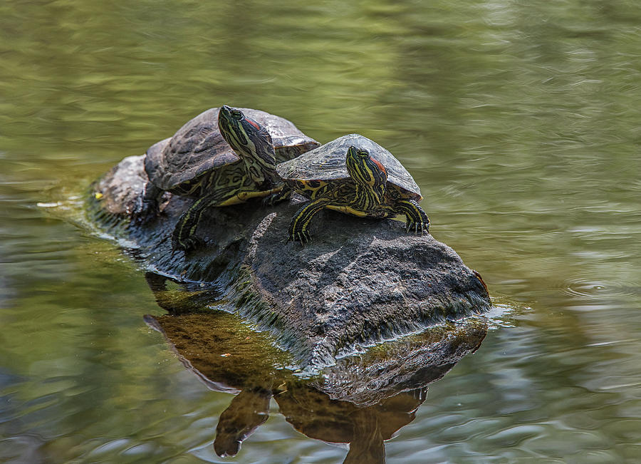 Turtles on a Rock Photograph by Dennis Clark - Fine Art America