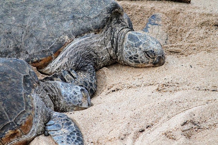 Turtles Sleeping on Beach Photograph by Max Weinstein - Fine Art America