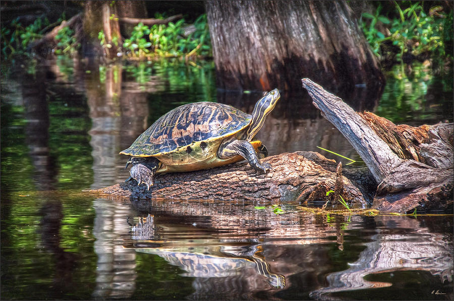 Turtles Sun Bath Photograph by Hanny Heim