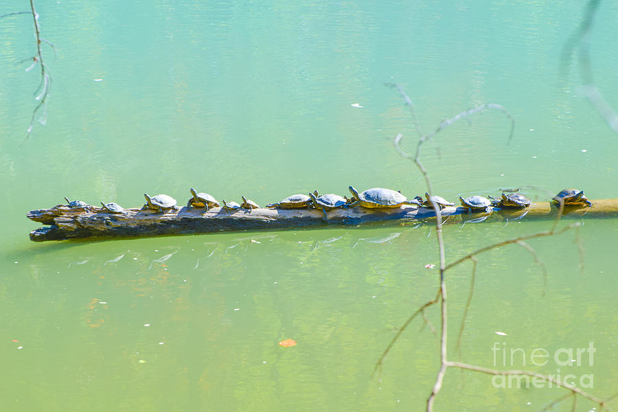 Turtles  Sun Bathing  Photograph by Peggy Franz