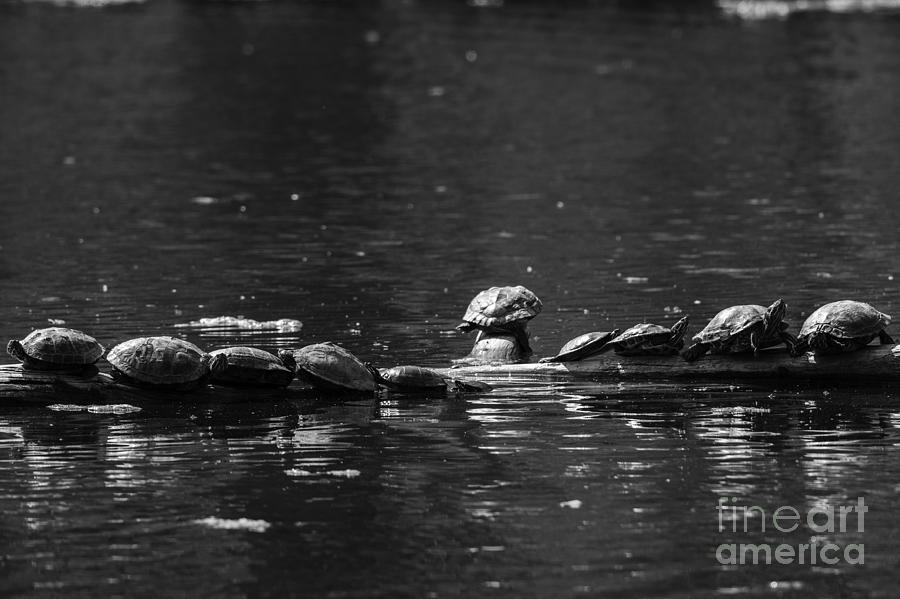 Turtles sunning Photograph by JT Lewis