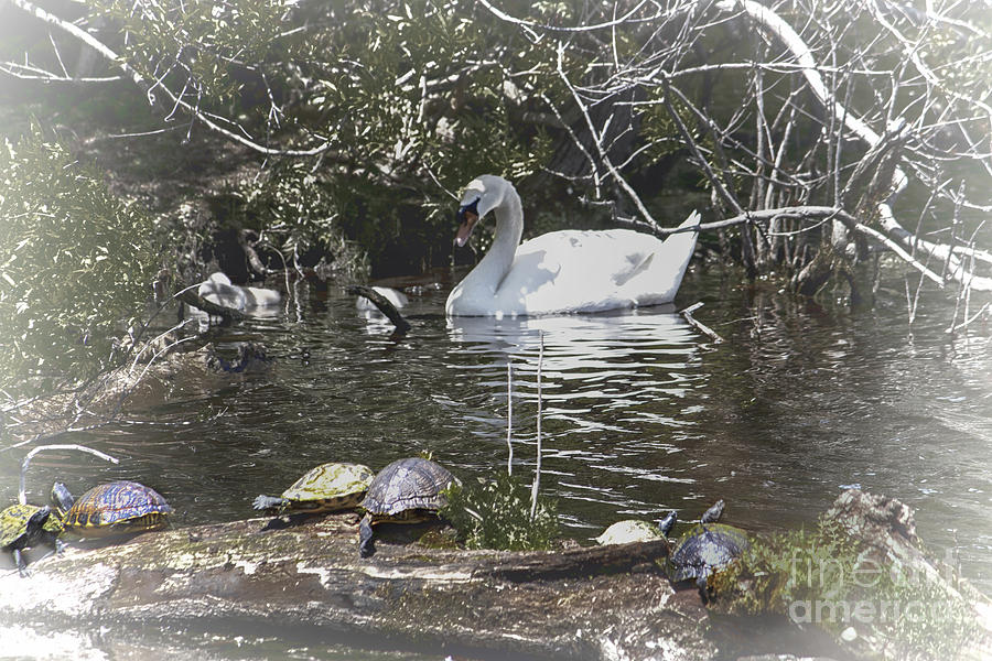 Turtles with Papa and Baby Swans Digital Art by Georgianne Giese