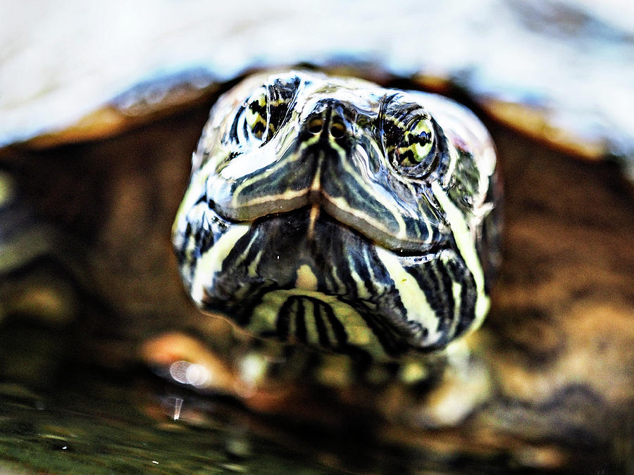Turtle....the symbol of peace. Photograph by Rebecca Dru