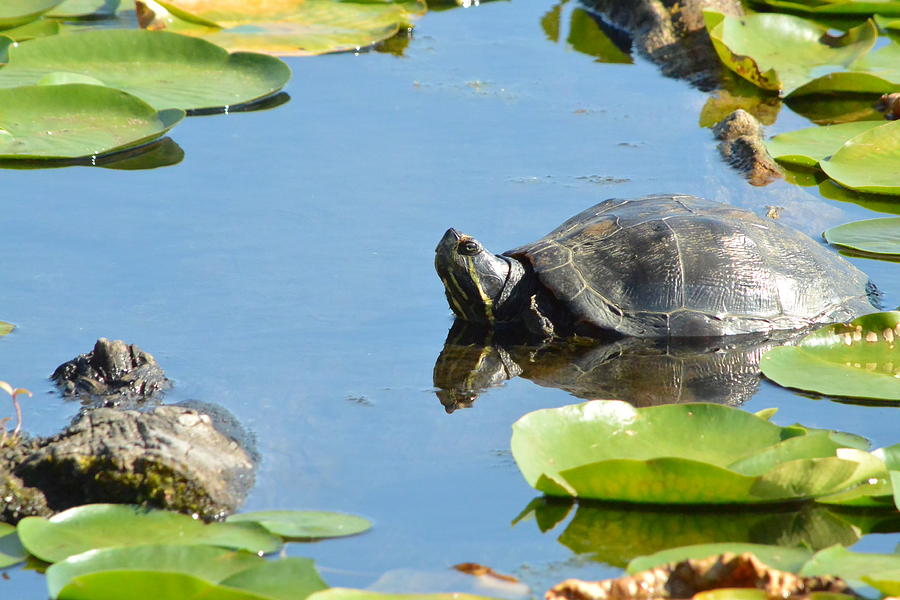 Turtling Turtle Photograph by Nicki Bennett