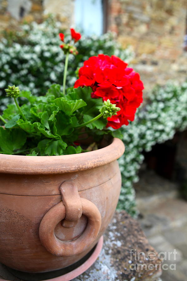 Tuscan Geraniums Photograph by Nadine Rippelmeyer