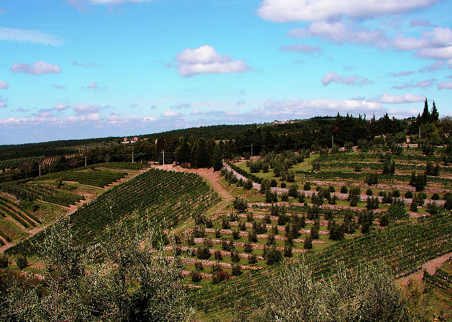 Tuscan Hillside Photograph by Mary Capriole