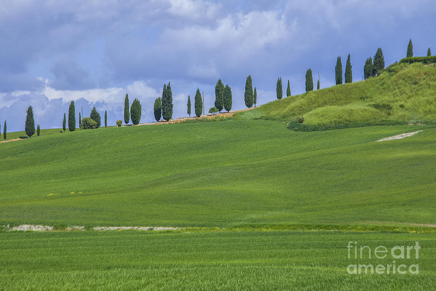 Tuscan landscape with cypress trees Photograph by Patricia Hofmeester