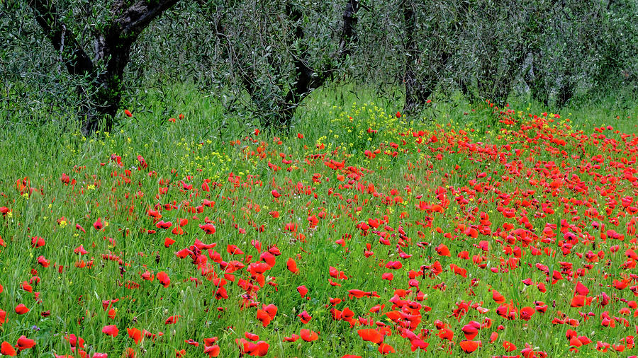 Flower Photograph - Tuscan Meadow by Georgette Grossman