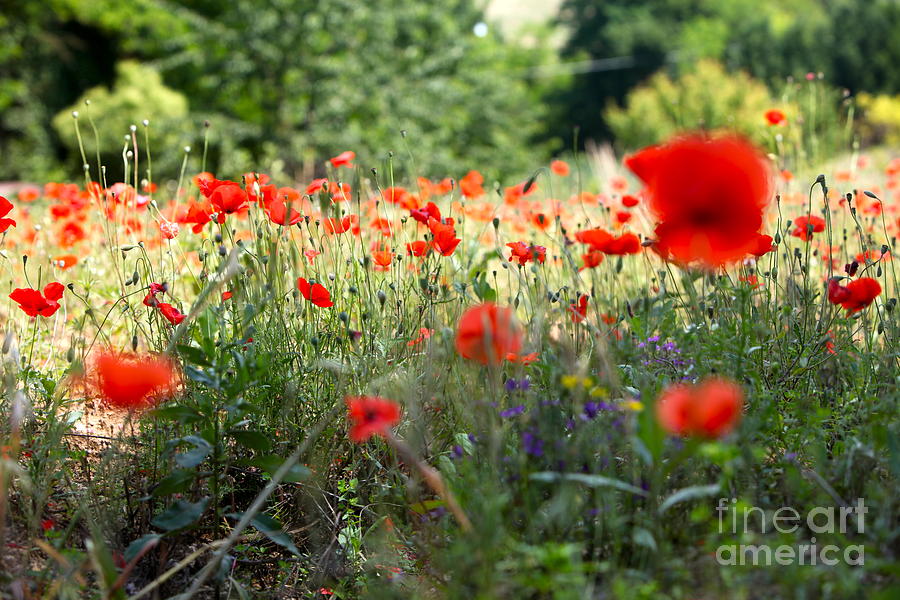 Tuscan Poppies Photograph by Nadine Rippelmeyer