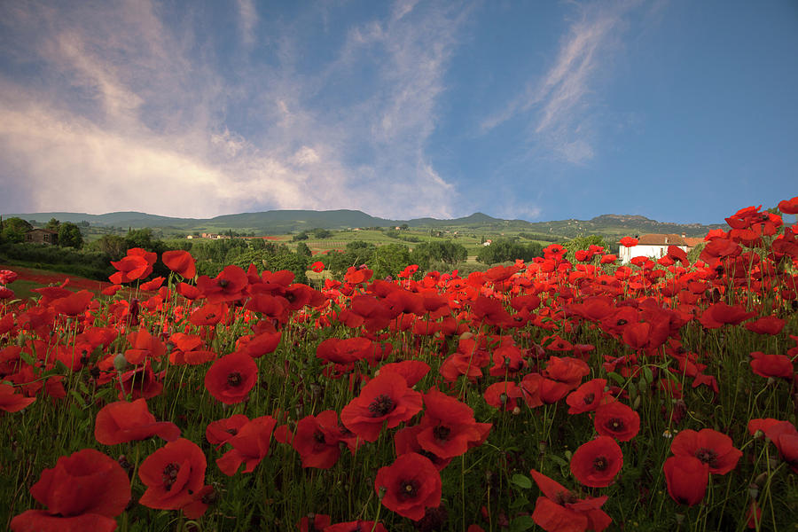 Tuscan Poppy Field by Susan Rovira Tuscan Poppy Field by Susan Rovira