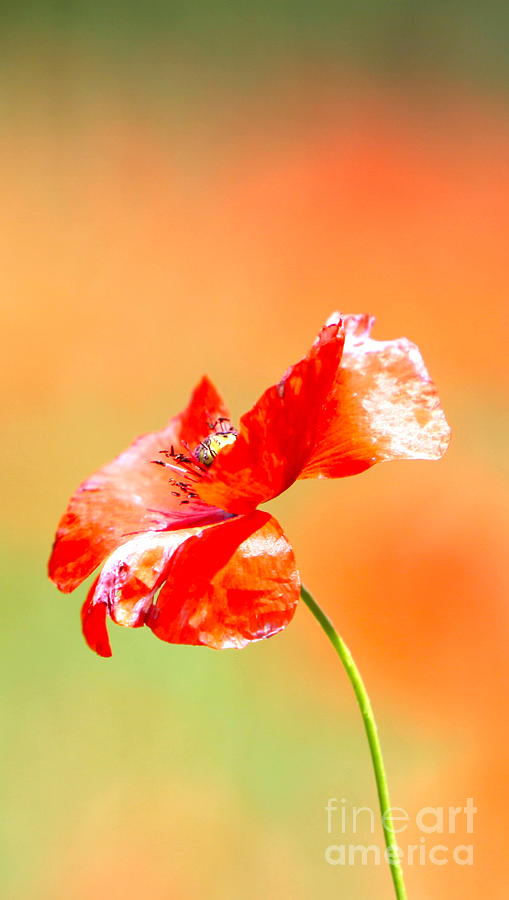 Tuscan Poppy Photograph by Nadine Rippelmeyer