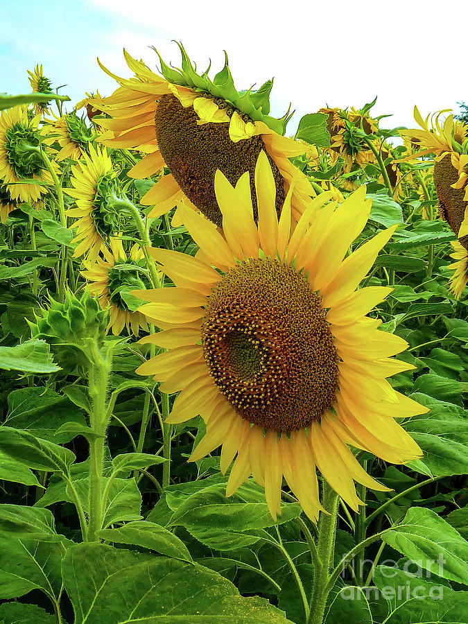 Tuscan Sunflower Photograph By Norma Brandsberg   Tuscan Sunflower Norma Brandsberg 