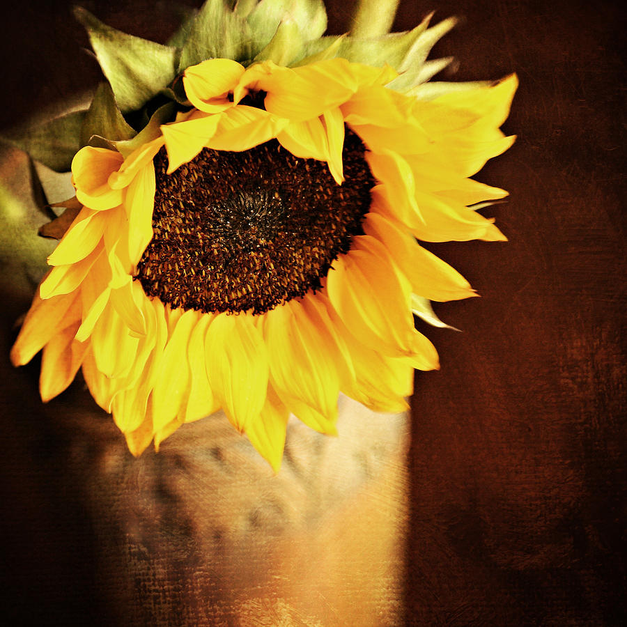Sunflower Photograph - Tuscan Sunflower by Tera Girardin