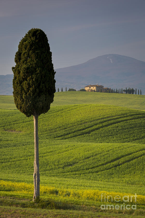 Tuscan Villa and Cypress Photograph by Brian Jannsen