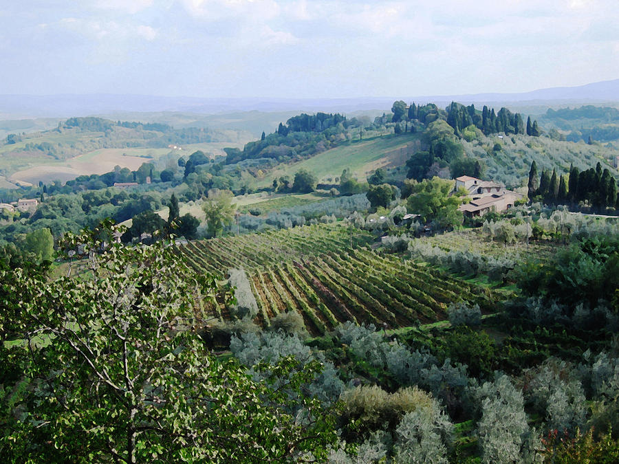 Farm Mixed Media - Tuscan Vines by Paul Barlo