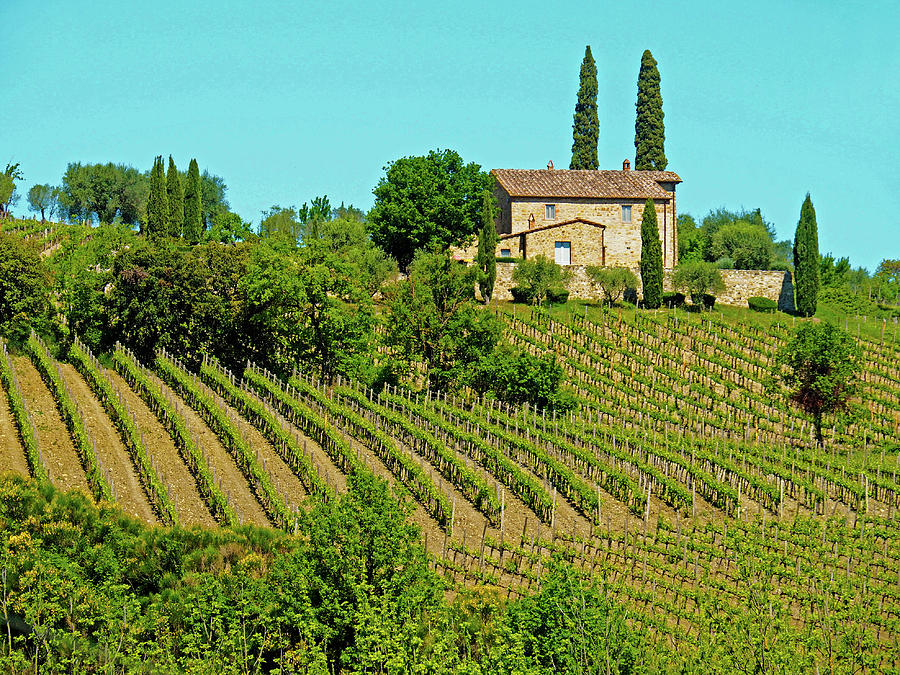 Tuscan Vineyard Photograph by Dennis Cox
