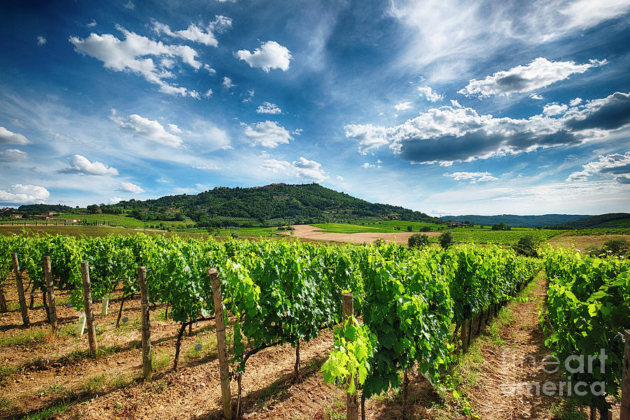 Tuscan Vineyard Photograph by George Oze