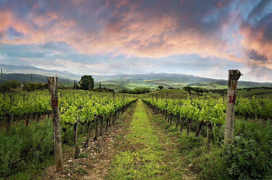 Tuscan Vineyard Photograph by Maureen Fahey