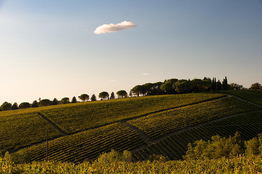 Tuscany Photograph - Tuscan Vineyard by Wim Slootweg Tuscany Photograph - Tuscan Vineyard by Wim Slootweg