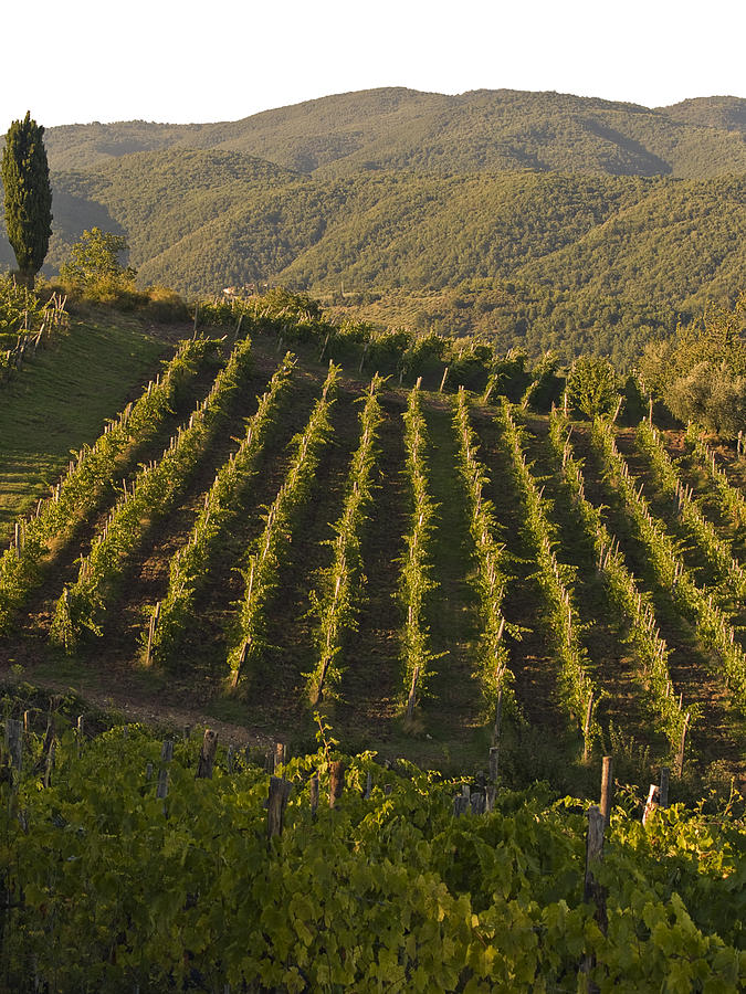 Tuscan Vineyards at Sunset Photograph by Jim DeLillo