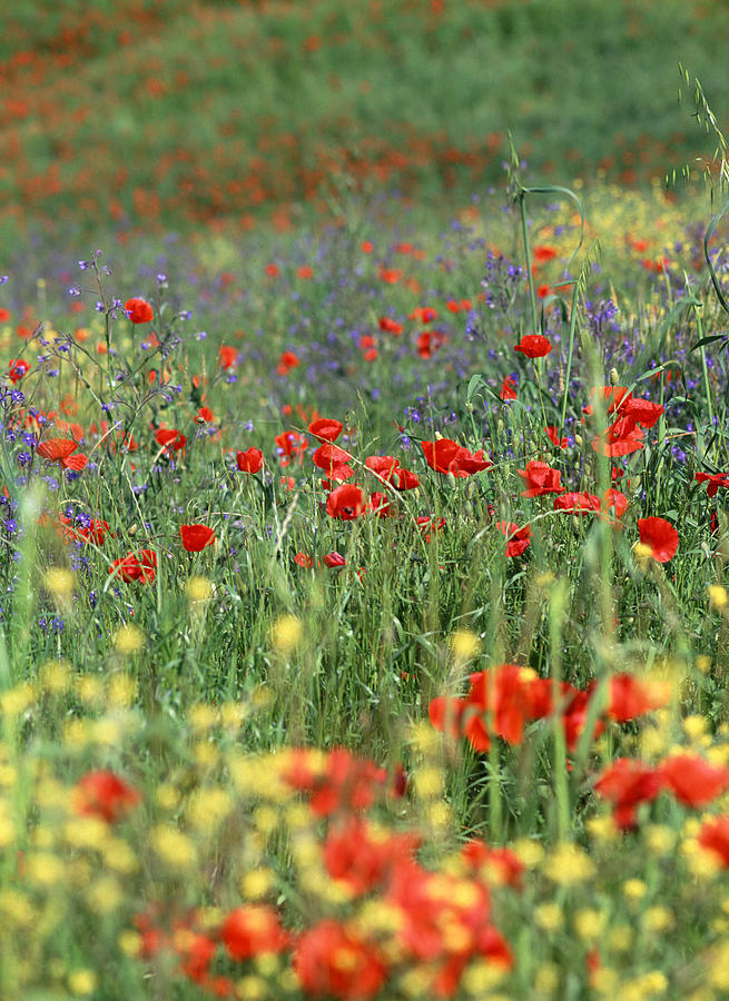 Tuscan Wildflowers Photograph by Michael Hudson - Fine Art America