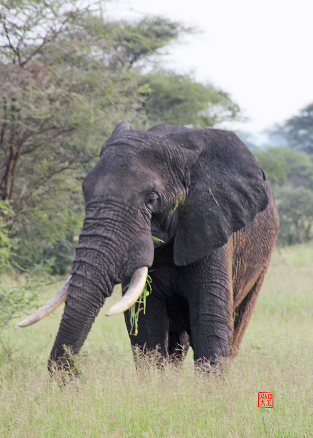 Tusker by David Jenkins Tusker by David Jenkins