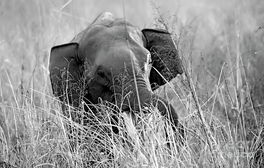 Tusker in the grass Photograph by Pravine Chester