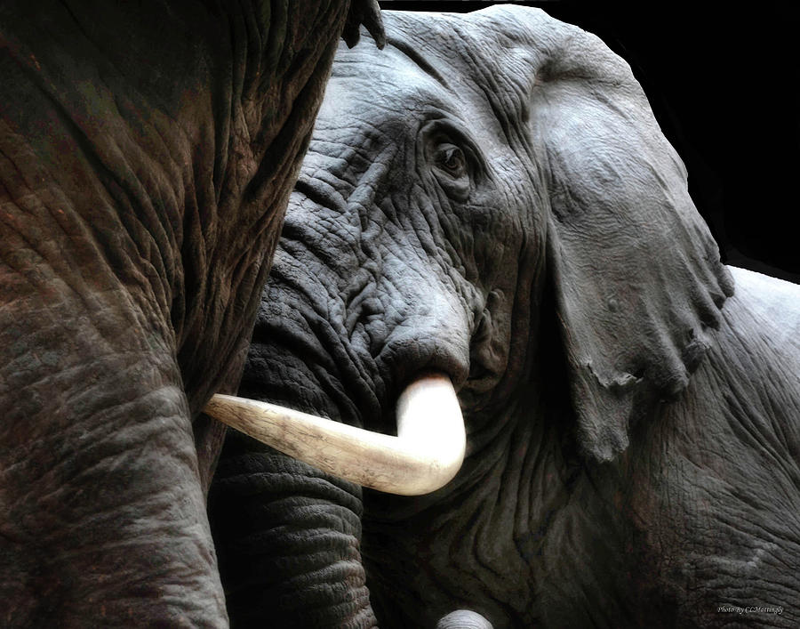 Elephants Field Museum Photograph by Coke Mattingly