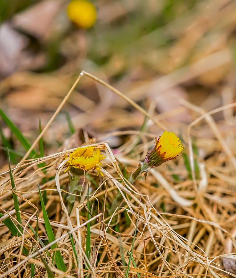 Tussilago April 2016. Photograph by Leif Sohlman