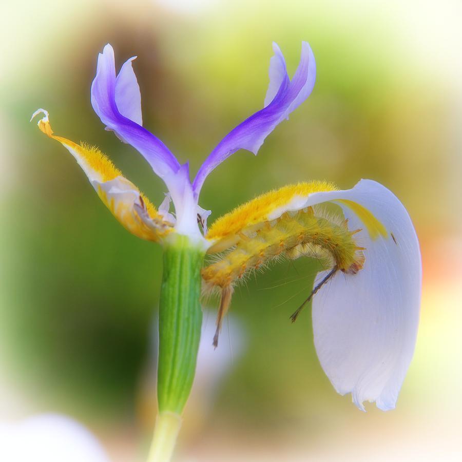 Tussock Caterpillar and Fairy Iris II Photograph by Richard Rizzo