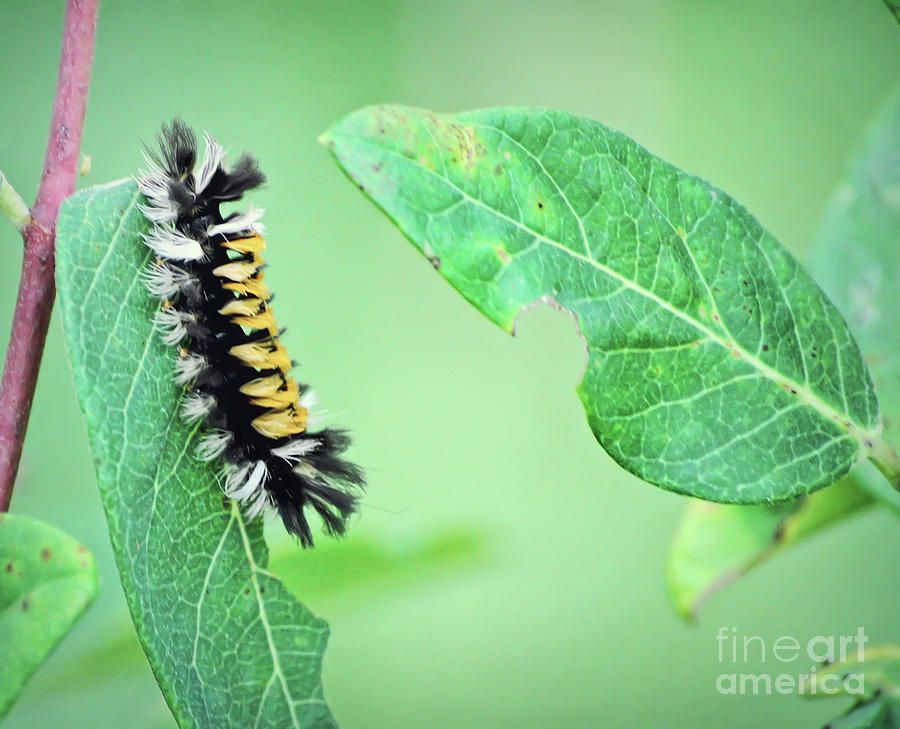 Tussock Moth Caterpillar Photograph by Kerri Farley