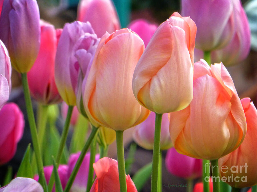 Tutti Frutti Tulips Photograph by Dee Flouton