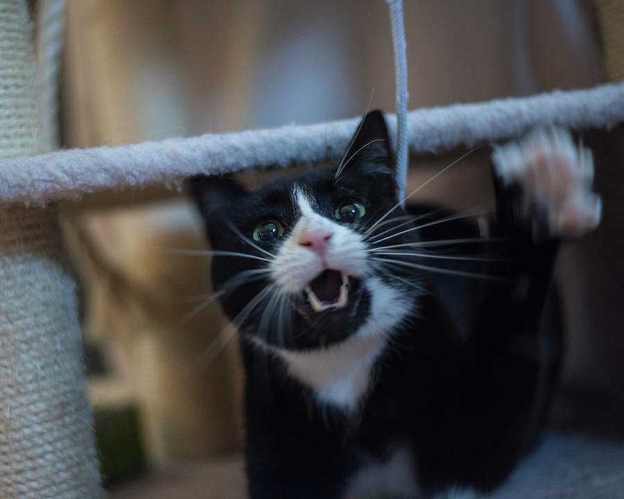 Tuxedo cat going Ballistic on a shoelace Photograph by Toby McGuire