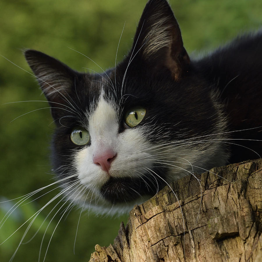Tuxedo Cat In A Tree Photograph