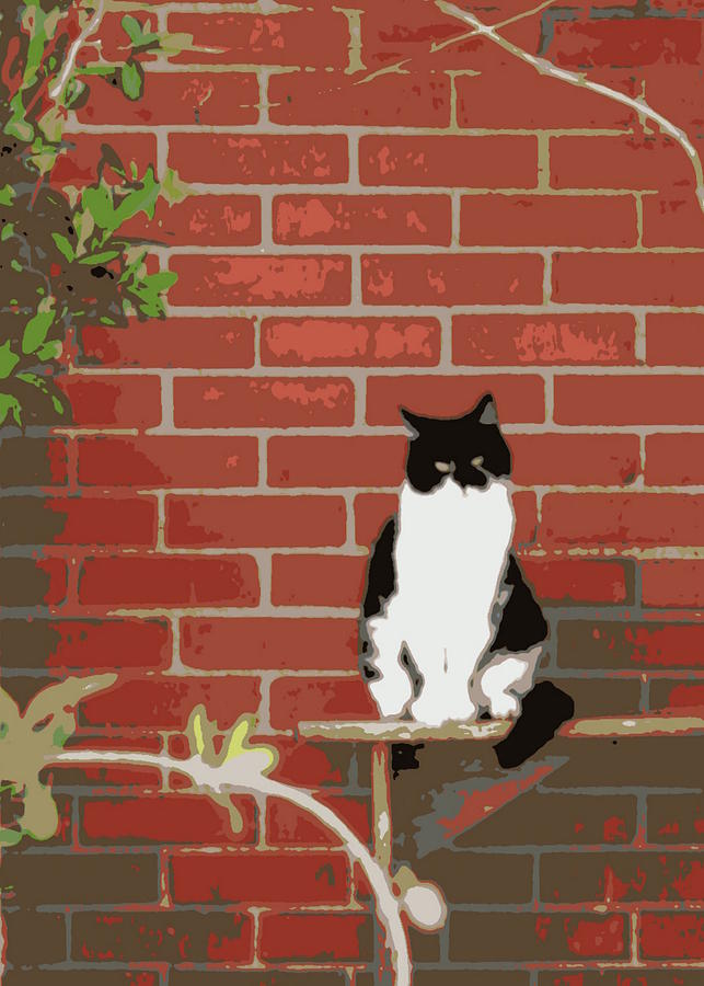 Tuxedo Cat on Bench Photograph by Valerie Collins